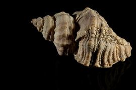 Shell by Paquita Six