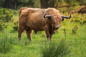Schotse hooglander tijdens de zonsopkomst