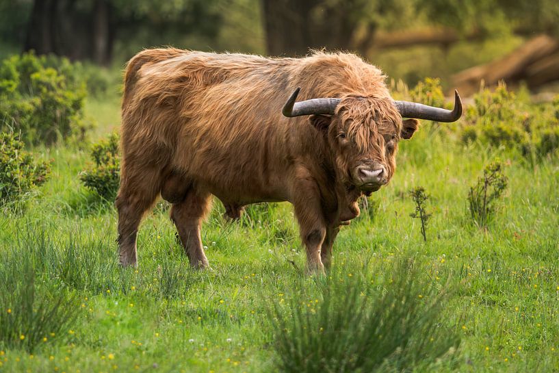 Schotse hooglander tijdens de zonsopkomst van John van de Gazelle fotografie
