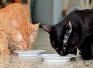 Die Katzen Onyx und George in Curacao von Karel Frielink