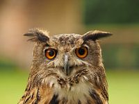 Oehoe close-up