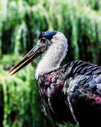 Aziatische bisschopsooievaar