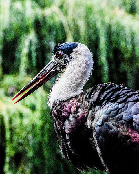 Bird by desmyrka