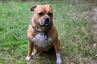 Bruine stafford hond zittend in het bos kijkend in de camera