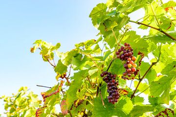 Grappe de raisin rouge dans un vignoble à la lumière de l'automne sur Sjoerd van der Wal