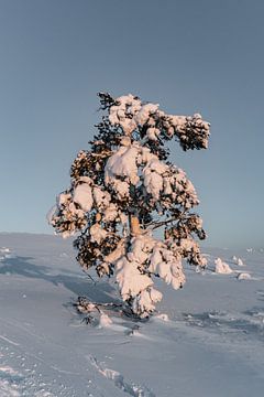 Ondergesneeuwde boom in het Laplandse landschap
