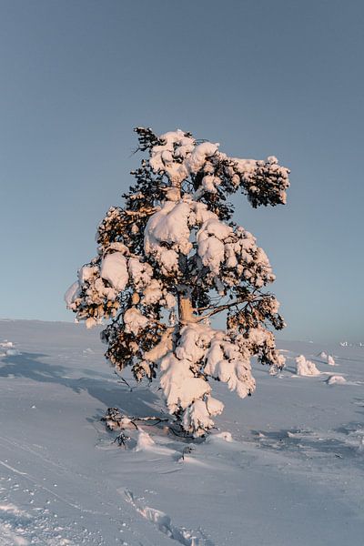 Ondergesneeuwde boom in het Laplandse landschap van Lieke Dekkers