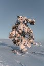 Ondergesneeuwde boom in het Laplandse landschap van Lieke Dekkers thumbnail