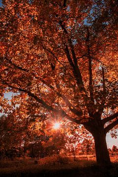 Herbstbaum von Pixel4ormer