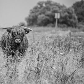 schotse hooglander even gluren van SjennaFotografie