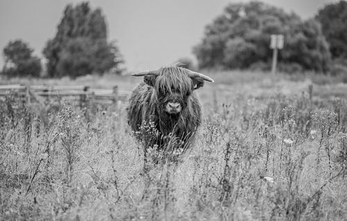 schotse hooglander take a look