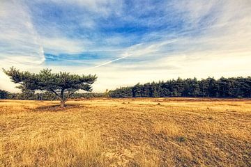 An autumn view of the Veluwe nature reserve