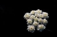 Wild carrot by Joke Absen thumbnail