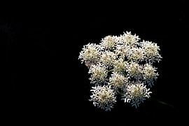 Wilde Karotte von Photography by J