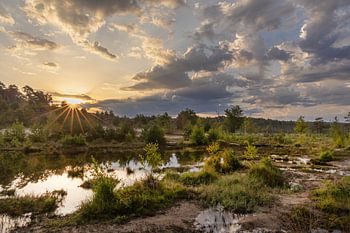 Brunssummerheide bei Sonnenaufgang