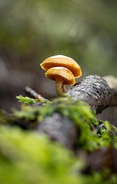 Mushrooms on branch with moss by Clicks&Captures by Tim Loos