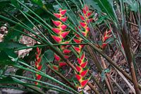 Heliconia Paradise – Farben und Formen der Tropen