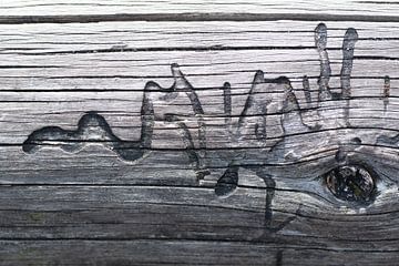 Art inspired by nature by Sanne van Hoof