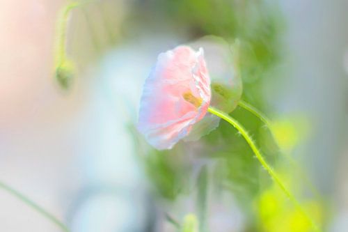 Sommer-Mohn