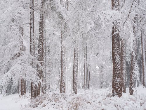 Sneew bedekt de bomen in het bos in Noord-Brabant, Nederland