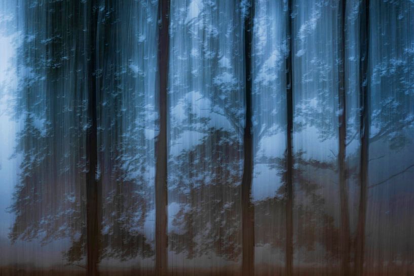 Haunted forest by Jarno van Osch
