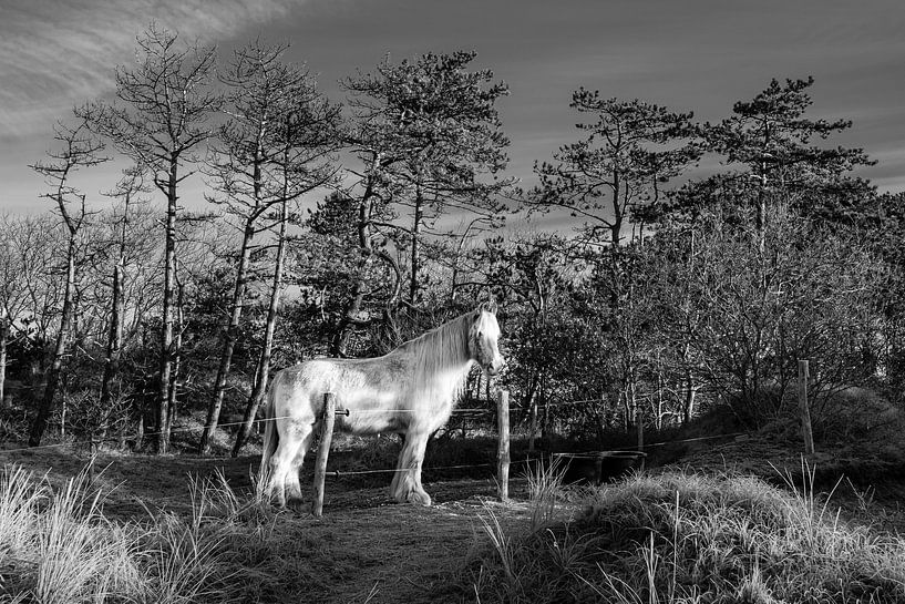 Ein weißes Pferd genießt die Sonne an einem schönen Wintermorgen von Alex Hamstra