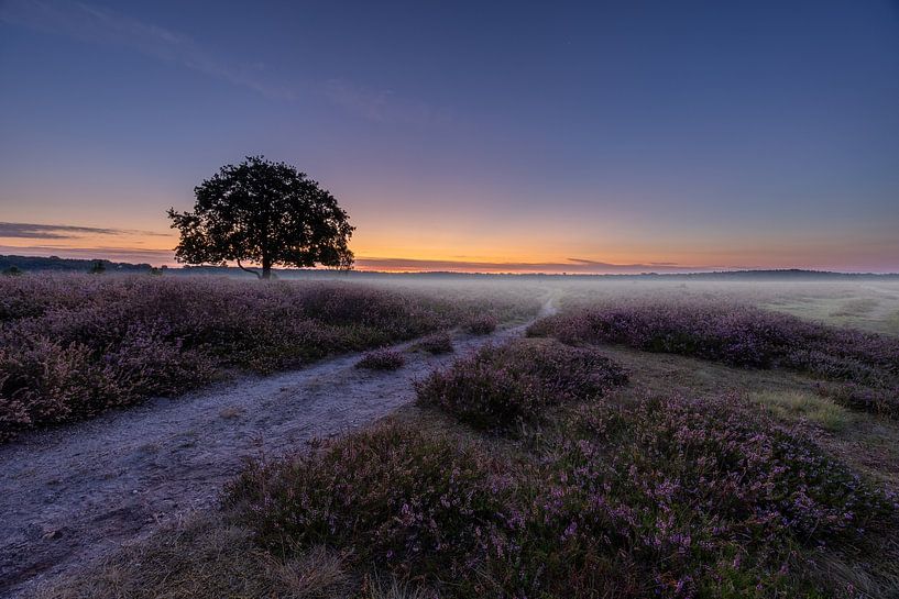 Path through the bussum heath by peterheinspictures