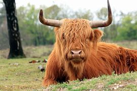 Beeindruckender schottischer Highlander von Bobsphotography