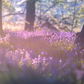 Neigembos - Dromerig ochtendlicht tussen de boomstammen van Daan Duvillier | Regio in de Kijker
