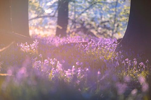 Jacinthes des bois - Lumière matinale onirique