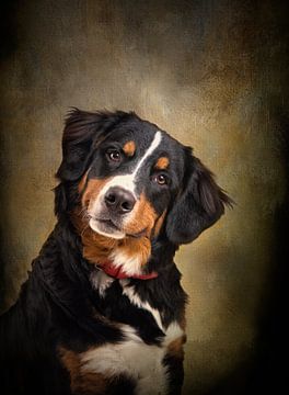 Hundemalerei mit Portraitfoto eines Berner Sennenhundes von Diana van Tankeren