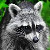 Knuffiger Waschbär by DeVerviers