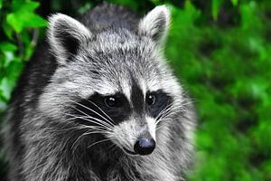 Knuffiger Waschbär