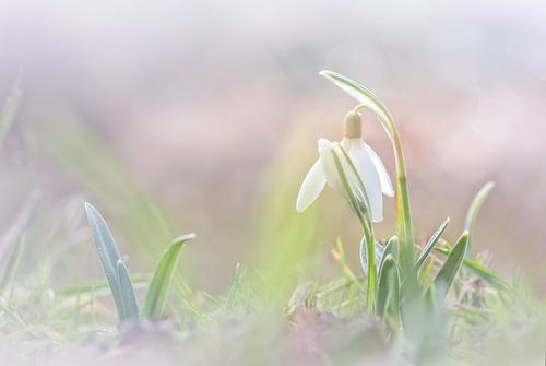 Broederlijke sneeuwklokjes