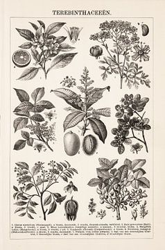 Antieke botanische gravure Terebinthaceëen van Studio Wunderkammer