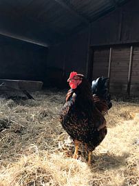 Illustration of rooster in stable on Texel. by StudioMaria.nl