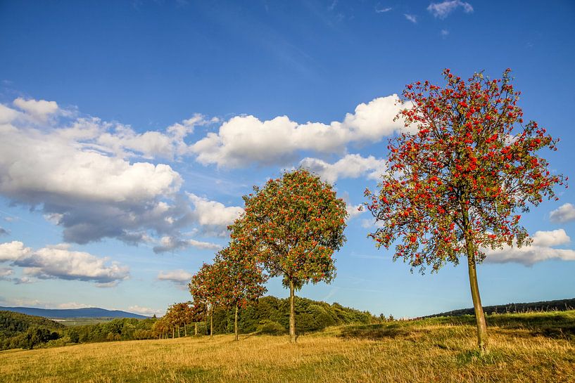 Bomenrij met lijsterbessen in de Taunus, Niedernhausen, Niedernhausen van Christian Müringer