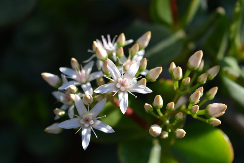 close up of pink flowers in the sun by Bella Luna Fotografie