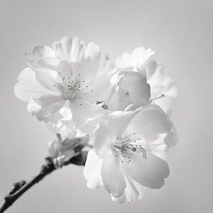 Japanische Kirschblüte