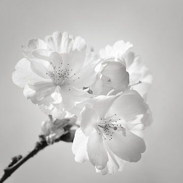 Japanse kersenbloesem van Violetta Honkisz