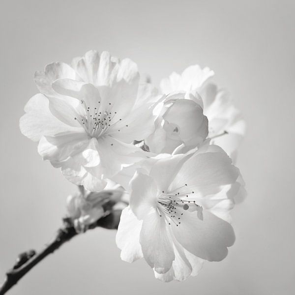 Sakura blossom by Violetta Honkisz