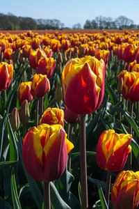Feld mit roten und gelben Tulpen. von Adri Vollenhouw