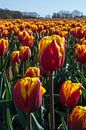 Bollenveld met rood-gele tulpen. van Adri Vollenhouw thumbnail