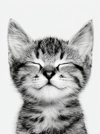 Smiling Kitten Portrait – Black and White Animal Art by StudioRemier