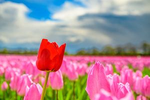 Blühende Tulpen auf einem Feld, wobei eine rote Tulpe hervorsticht, während