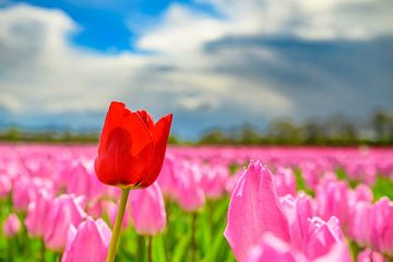 Tulips blooming in a field with one red tulip standing out