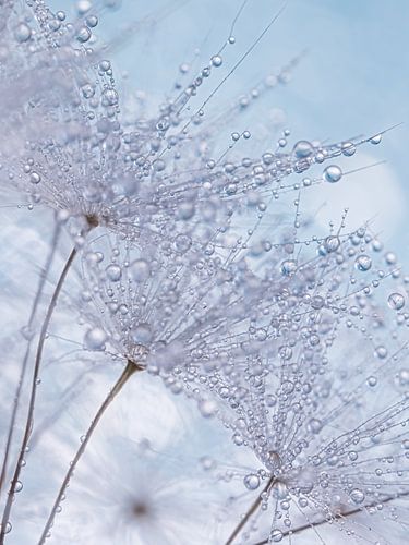 Licht blauw: Paardenbloempluisjes met waterdruppeltjes