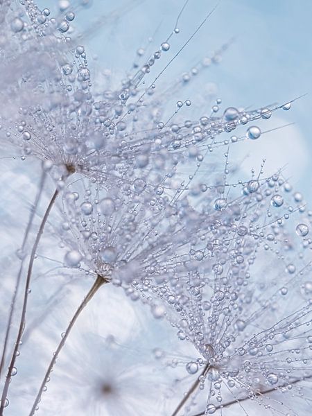 Light blue: Dandelion fluff with water droplets by Marjolijn van den Berg