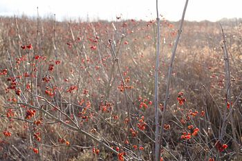 Bentwoud, Zuid-Holland, Nederland