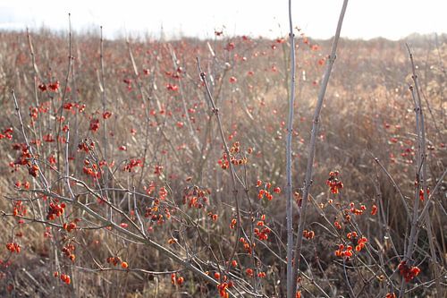 Bentwoud, Zuid-Holland, Nederland von Noortje van Egmond
